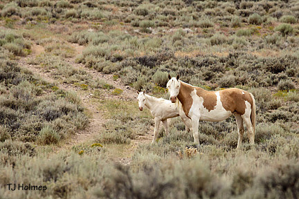 Pretty perlino and dam