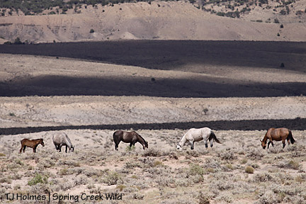 073109greysbandshadows Horses and hills and sunshine and shadows