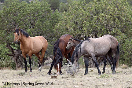 073109hollsband Hollywood and girls and boy