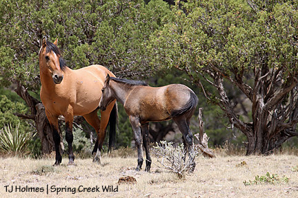 073109sageholls1 073109sageholls1