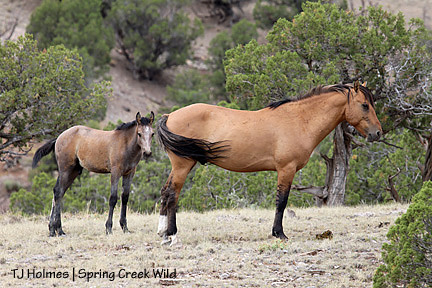 073109sageholls6 073109sageholls6