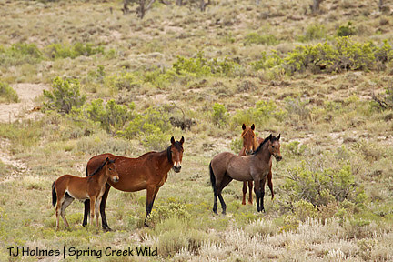 Liberty and Molly, Roja and Ze