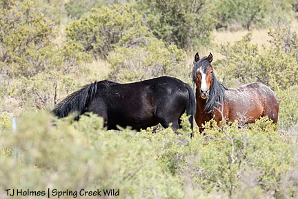 Unfazed Shadow and David