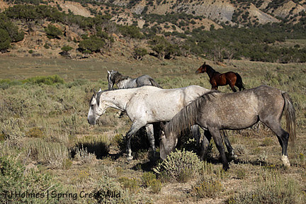 Leaving it to the lieutenant