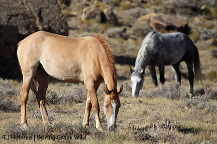 Kootenai and Kreacher