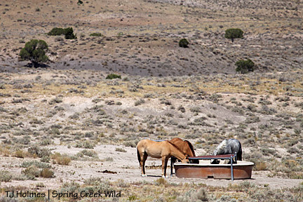 At the catchment trough