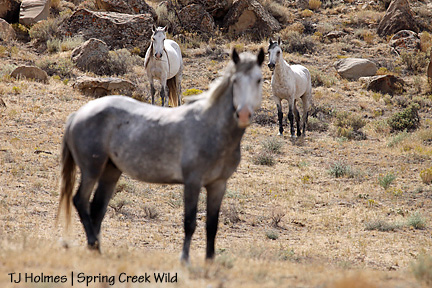 Houdini and Traveler