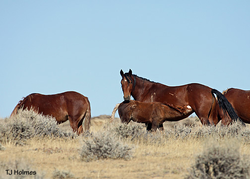 0924baymarecoltnurse 0924baymarecoltnurse