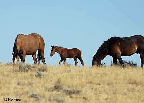 0924baymarescolt 0924baymarescolt