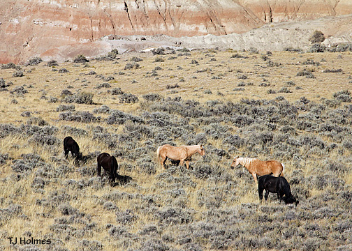 0924blkpalclose 0924blkpalclose