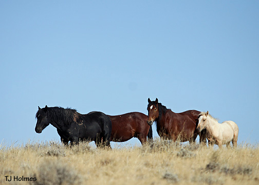 0924blkstdband 0924blkstdband