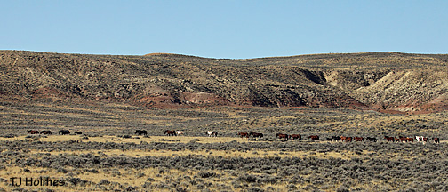 0924horseswater 0924horseswater