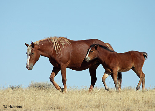 0924sorrelmarefoalwalk 0924sorrelmarefoalwalk