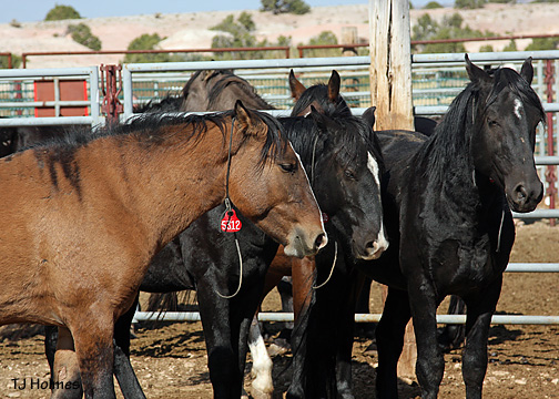 0926holsteritascabo 0926holsteritascabo