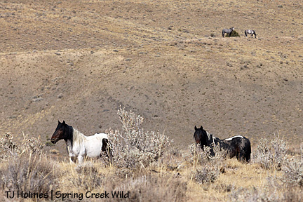 Cinch and Bruiser, Twister and Hook