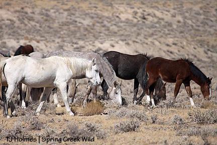 100909alphagraze 100909alphagraze