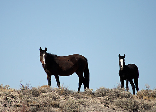 100909mahogsable 100909mahogsable