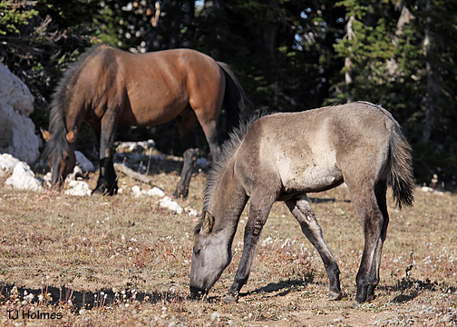 0926jackbrumbyfilly 0926jackbrumbyfilly