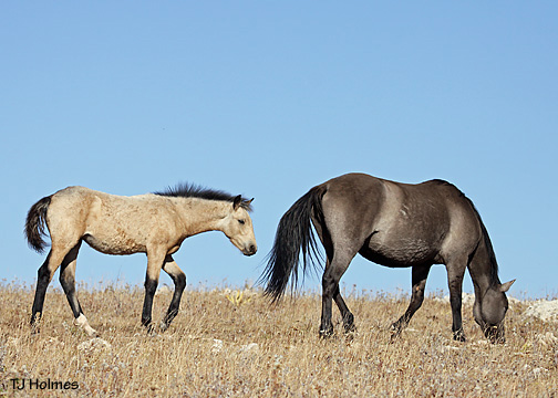 0926sapoandfilly 0926sapoandfilly