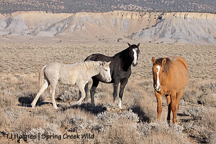 1101monaravecor 1101monaravecor