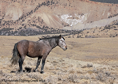 110609comanche 110609comanche