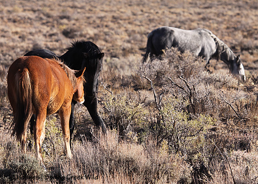 110609gaiabouncealegre 110609gaiabouncealegre