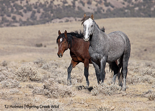 110609hookaspen 110609hookaspen