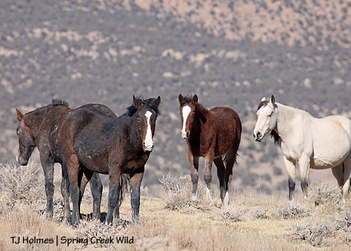 110609pinembhanluna 110609pinembhanluna