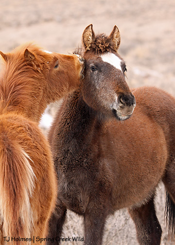 020310cuatrohayden10