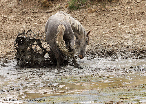 Butch splashes - notice that he's closed his eyes against the splashing mud.