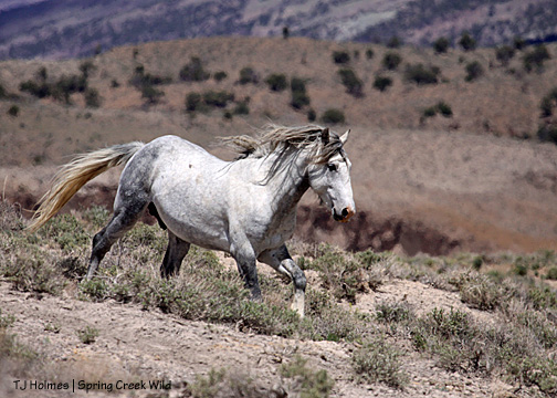 Chrome fell behind grazing, now he's running to catch up!