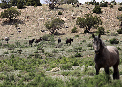 Hook's band - Comanche in the foreground