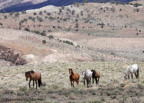 Jif leads Hayden, Two Boots, Cuatro and Chrome