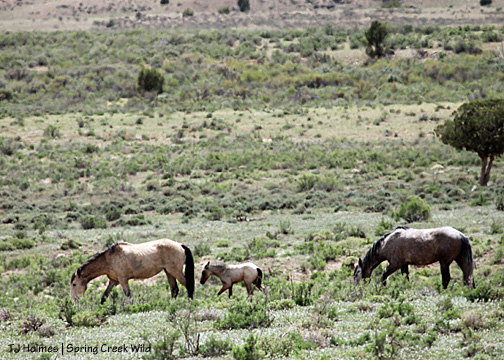 Kestrel, Winona and Comanche