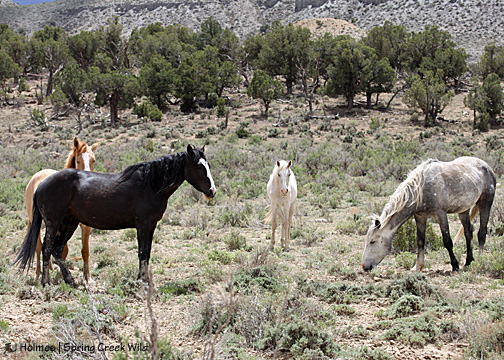 Kootenai, Raven, Corona and Kreacher (Mona to the left out of frame)