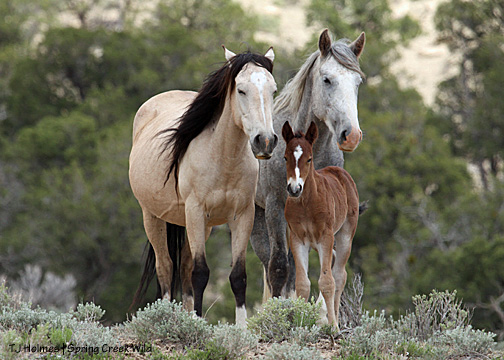 Luna, Gideon and Butch