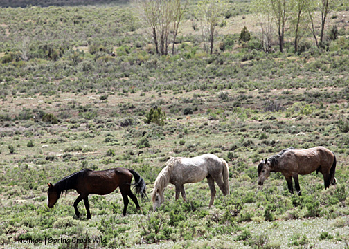 Mahogany, Sundance and Mouse