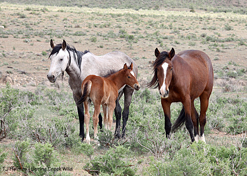 Piedra, Tenaz and Baylee