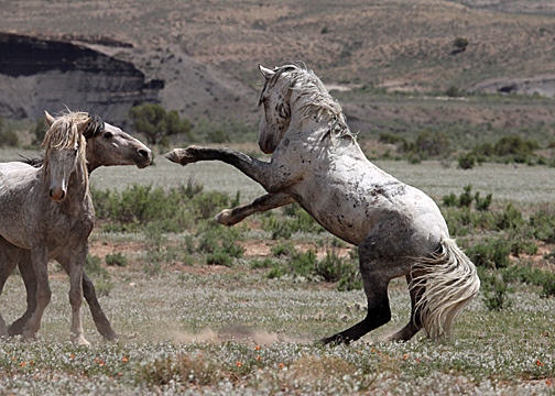 Steeldust battling Mouse in protection of Alpha, Storm, Luna, Gideon and Butch