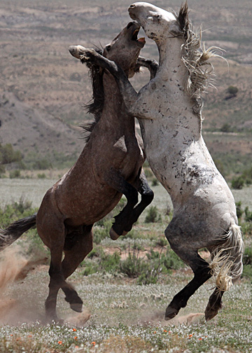 Steeldust battling Mouse in protection of Alpha, Storm, Luna, Gideon and Butch