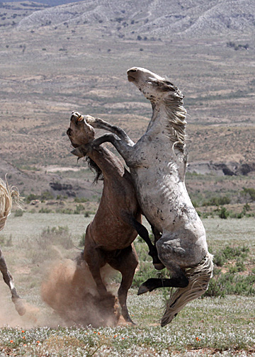 Steeldust battling Mouse in protection of Alpha, Storm, Luna, Gideon and Butch