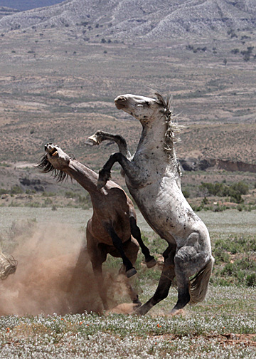 Steeldust battling Mouse in protection of Alpha, Storm, Luna, Gideon and Butch