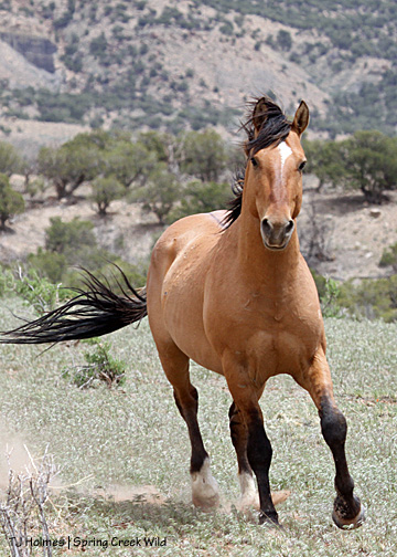 Holls comes over to inspect me - what are YOU doing here?