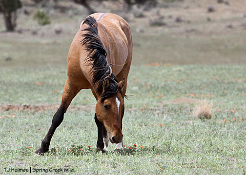 Hollywood and globe mallow