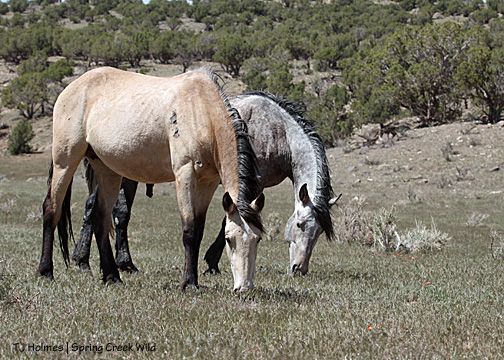 Kestrel and Comanche