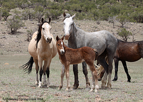 Luna, Gideon and Butch watch Holls go