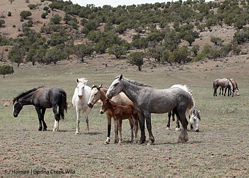 Storm, Alpha, Luna, Gideon, Butch, Steeldust, Comanche and Kestrel