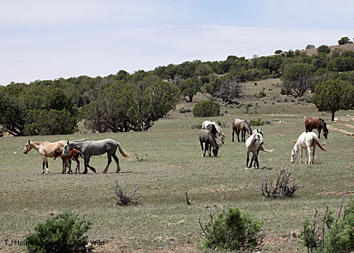 Steeldust sees Hollywood