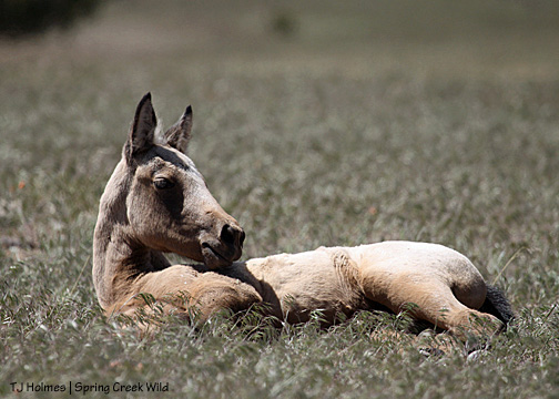 Winona whinnies after mama