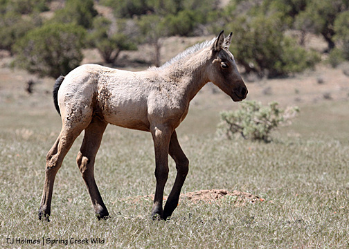 Winona walks back to mama after her nap